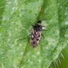 Dictyla echii